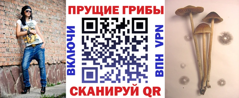 Псилоцибиновые грибы мухоморы купить закладку hydra ссылка Кубинка